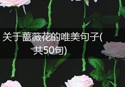 关于蔷薇花的唯美句子(共50句)