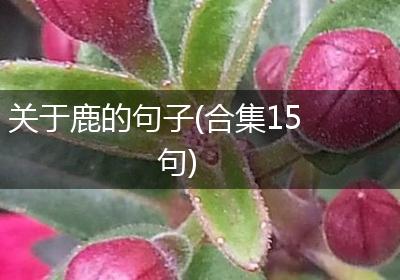 关于鹿的句子(合集15句)