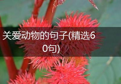 关爱动物的句子(精选60句)