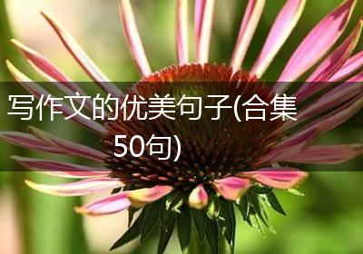 写作文的优美句子(合集50句)