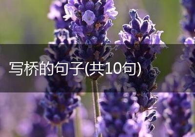 写桥的句子(共10句)