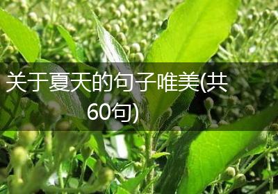 关于夏天的句子唯美(共60句)