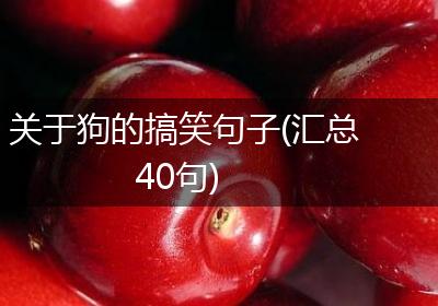 关于狗的搞笑句子(汇总40句)