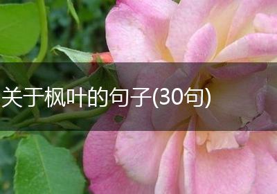 关于枫叶的句子(30句)