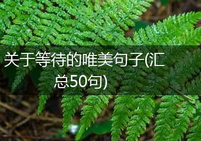 关于等待的唯美句子(汇总50句)