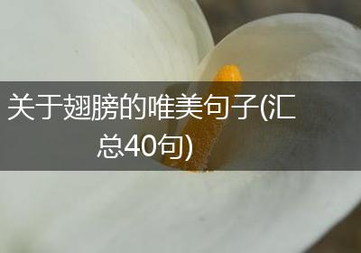 关于翅膀的唯美句子(汇总40句)