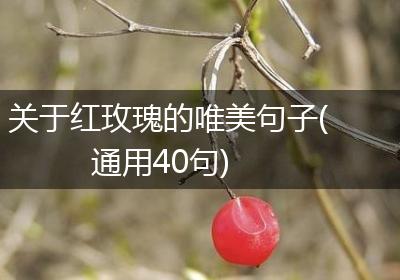 关于红玫瑰的唯美句子(通用40句)