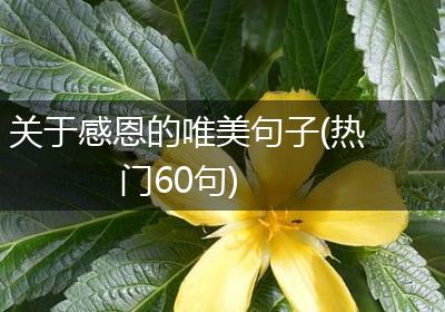 关于感恩的唯美句子(热门60句)