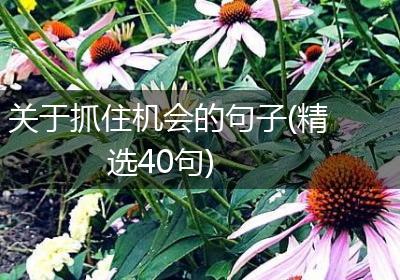 关于抓住机会的句子(精选40句)