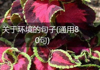 关于环境的句子(通用80句)