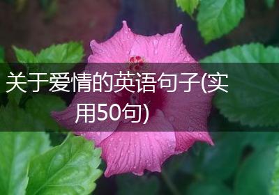 关于爱情的英语句子(实用50句)