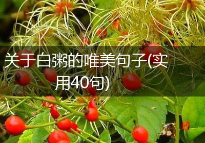 关于白粥的唯美句子(实用40句)