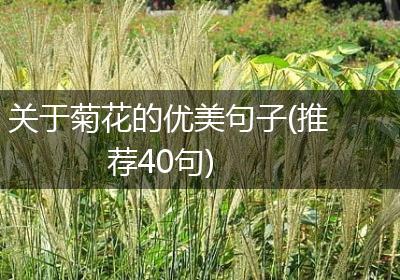 关于菊花的优美句子(推荐40句)