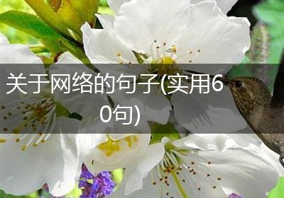 关于网络的句子(实用60句)
