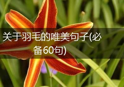 关于羽毛的唯美句子(必备60句)