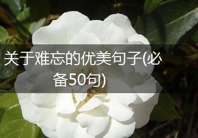 关于难忘的优美句子(必备50句)