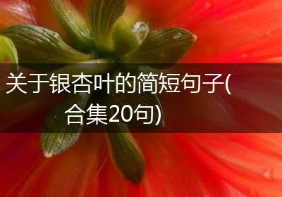 关于银杏叶的简短句子(合集20句)