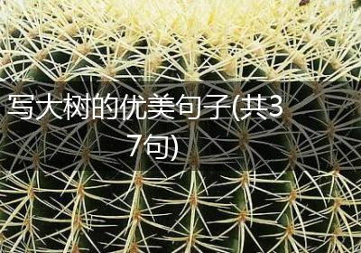写大树的优美句子(共37句)
