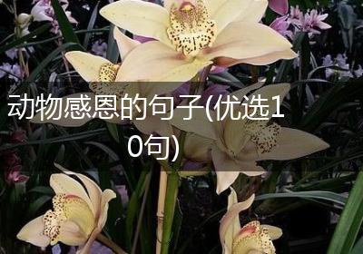 动物感恩的句子(优选10句)