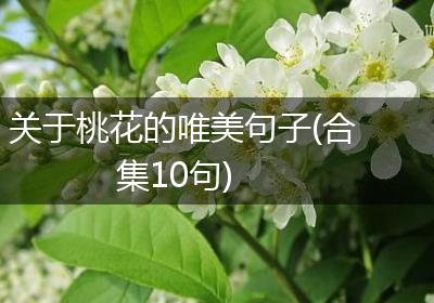 关于桃花的唯美句子(合集10句)