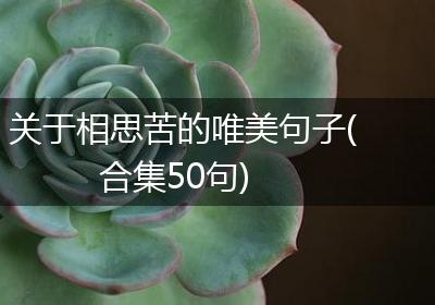 关于相思苦的唯美句子(合集50句)