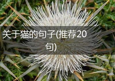 关于猫的句子(推荐20句)