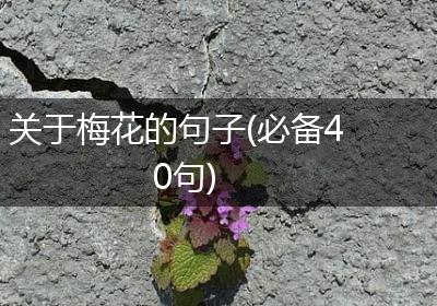 关于梅花的句子(必备40句)