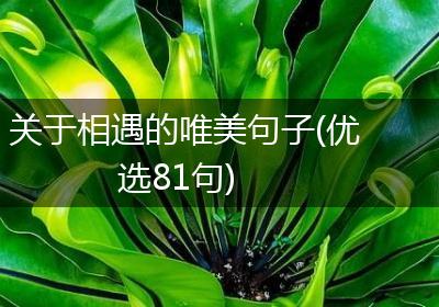 关于相遇的唯美句子(优选81句)