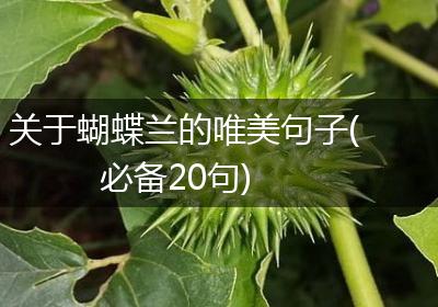 关于蝴蝶兰的唯美句子(必备20句)