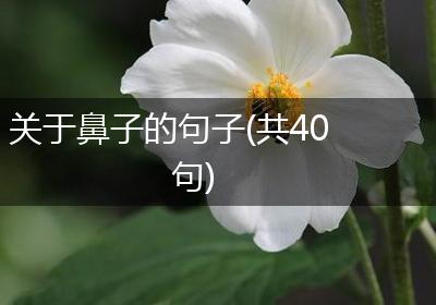关于鼻子的句子(共40句)