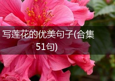 写莲花的优美句子(合集51句)