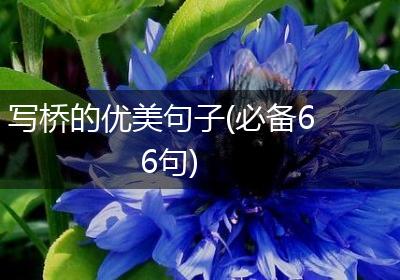 写桥的优美句子(必备66句)