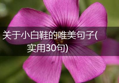 关于小白鞋的唯美句子(实用30句)
