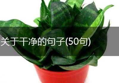 关于干净的句子(50句)