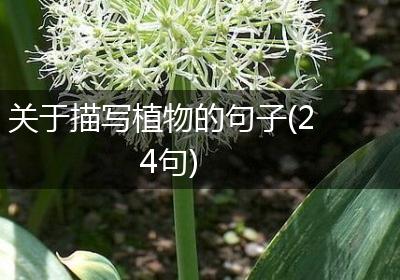 关于描写植物的句子(24句)