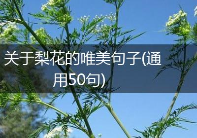 关于梨花的唯美句子(通用50句)