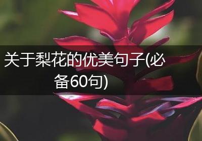 关于梨花的优美句子(必备60句)