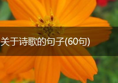 关于诗歌的句子(60句)