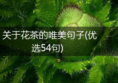 关于花茶的唯美句子(优选54句)