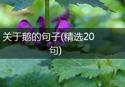 关于鹅的句子(精选20句)