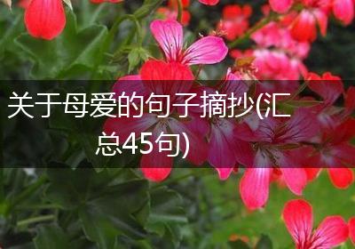 关于母爱的句子摘抄(汇总45句)
