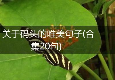 关于码头的唯美句子(合集20句)