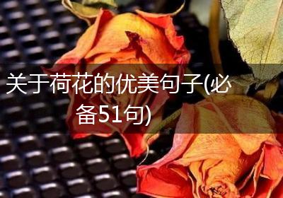 关于荷花的优美句子(必备51句)