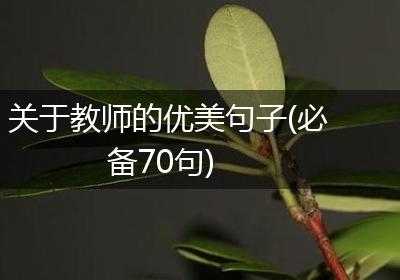 关于教师的优美句子(必备70句)