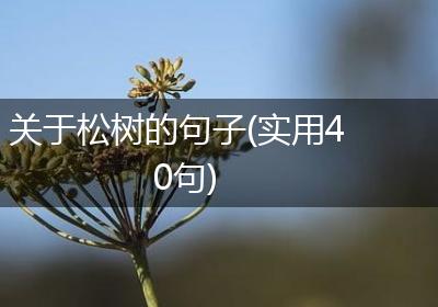 关于松树的句子(实用40句)