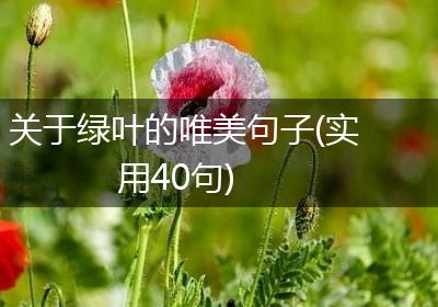 关于绿叶的唯美句子(实用40句)