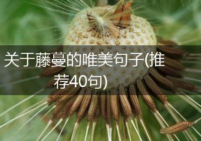 关于藤蔓的唯美句子(推荐40句)