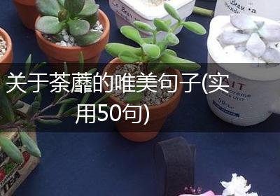 关于荼蘼的唯美句子(实用50句)