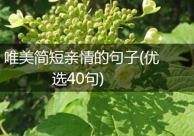 唯美简短亲情的句子(优选40句)