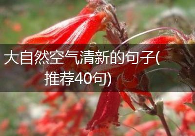大自然空气清新的句子(推荐40句)